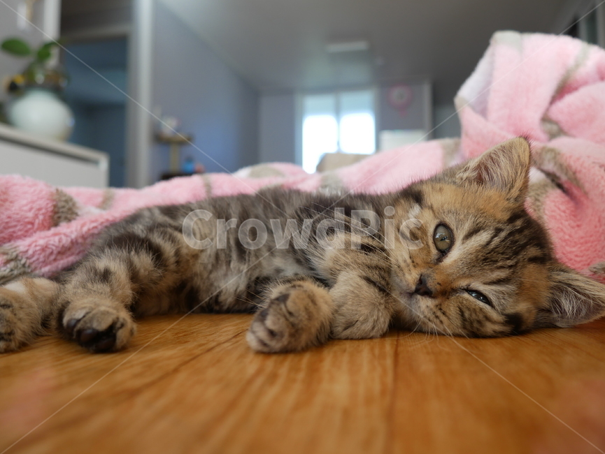 고양이,개냥이,아기고양이,아기냥이,귀여운,동물,동물,animal,포유류,mammal,고양이,cat,kitten,kitty