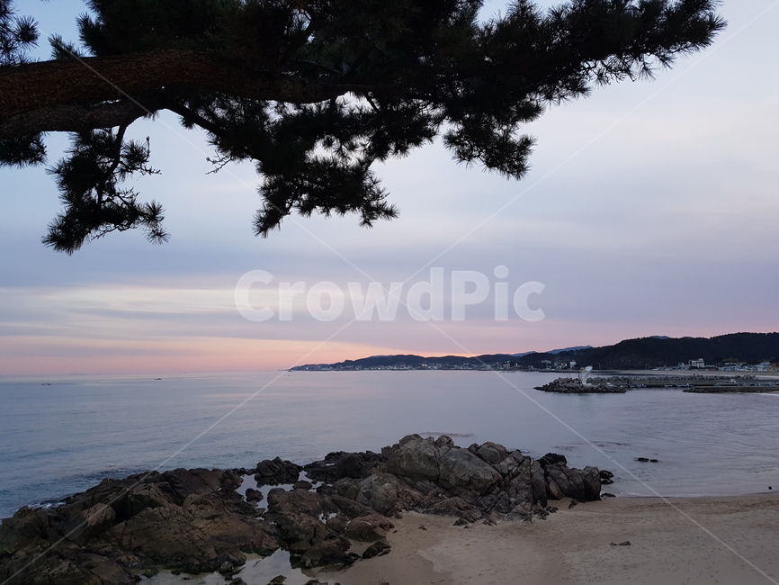 바다,노을,해변,소나무,바위,배경,풍경,자연,풍경,nature,landscape,land,땅,outdoors,옥외,shoreline,해안선,water,물,ocean,대양,sea