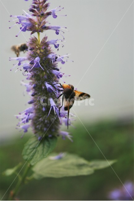 어리대모꽃등에,파리목,꽃등에과,곤충,생물,자연,식물,자연,plants,nature,꽃,flower,동물,animal,곤충,벌레,insect,bug