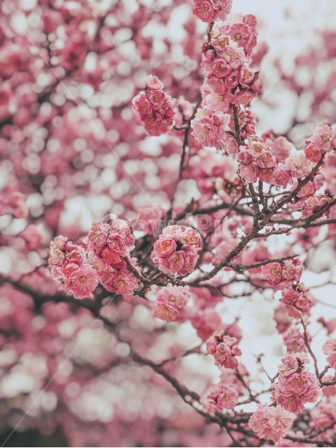 꽃,봄,홍매화,나무,자연,분홍,봄,계절,spring,season,plant,식물,flower,blossom,cherry blossom,벚꽃