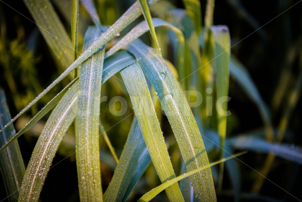 아침이슬,푸르름,녹색,풀잎,사랑,식물,자연,plants,nature