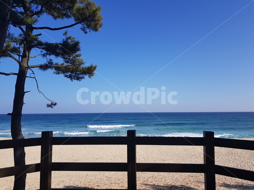 소나무,바다,sea,바닷가,산책,ocean,난간,자연,자연,풍경,nature,landscape,해변,바다,beach,sea,railing