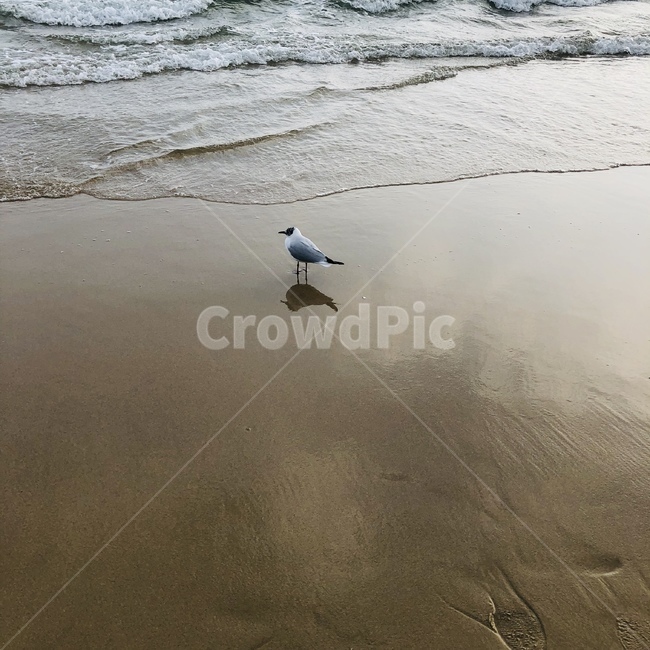 갈매기,부산갈매기,해운대,바닷가,파도,해변,바다,beach,sea,동물,animal,조류,새,birds