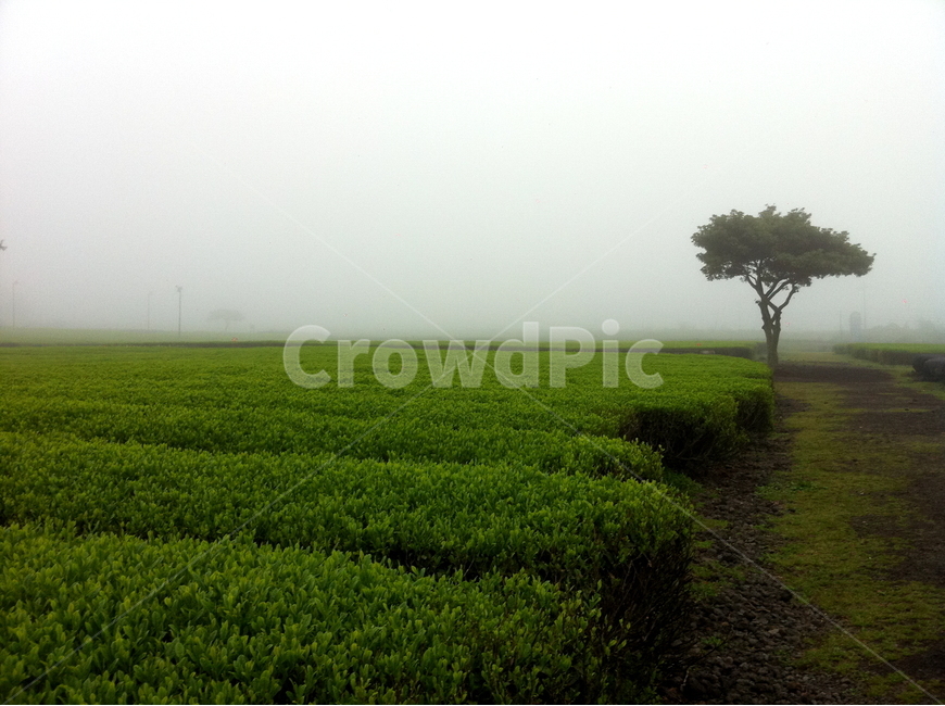 녹차밭,여행,감성,나무,풍경,자연,풍경,nature,landscape,산업,industry,industrial,농업,농사,agriculture,farming,farming industry,grassland,목초지,outdoors,옥외,field,들