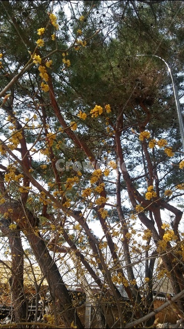 야생화,나무,하늘,산,야외,식물,자연,plants,nature,꽃,flower,나무,trees,wood