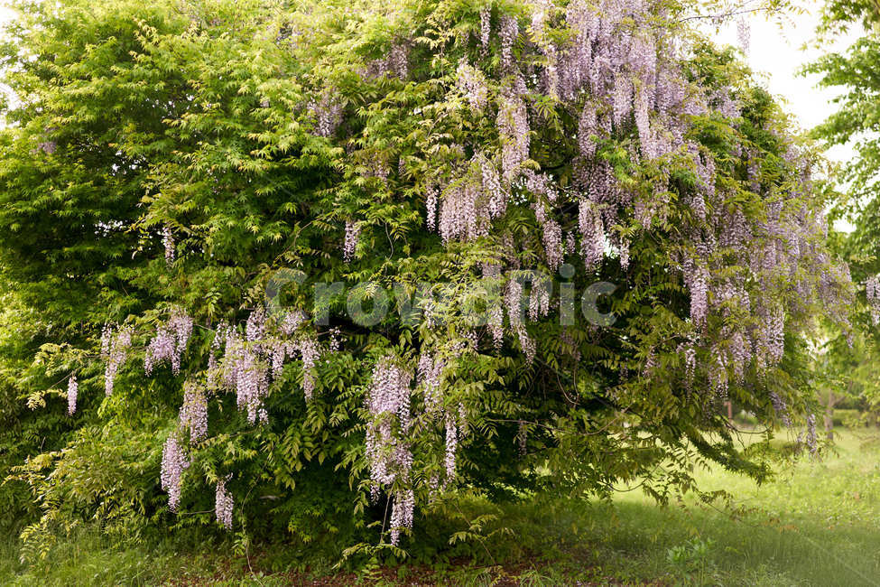 등나무꽃,등나무,보라색,자연,초록,식물,자연,plants,nature,꽃,flower