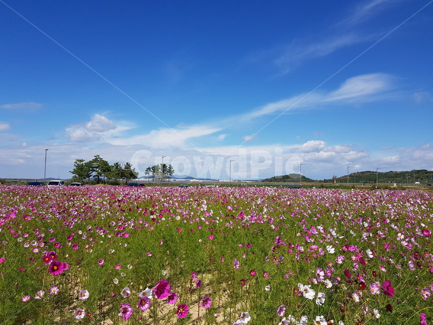 코스모스,풍경,하늘,가을풍경,꽃밭,가을,계절,fall,autumn,season,자연,풍경,nature,landscape,outdoors,옥외,grassland,목초지,field,들,rural,농촌,farm,농장,meadow