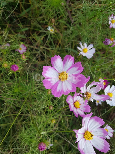 코스모스,가을,꽃,식물,계절,산책,자연,휴식,힐링,flower,nature,rest,heeling