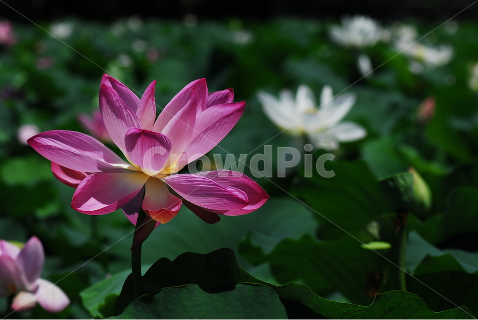 꽃,연꽃,궁남지,불교,여름,식물,자연,plants,nature,꽃,flower