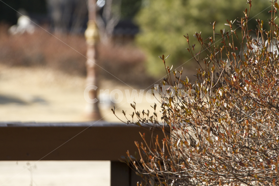 landscape photography,Bench,Spring background,vegetation,springbackground,branch,out of focus,scene,Street lamp,spring,landscapephotography,sight,season,day,park,green,benches,outflows,brown,Spring,branches,streetlights,afternoon,outdoor,plant,landscape