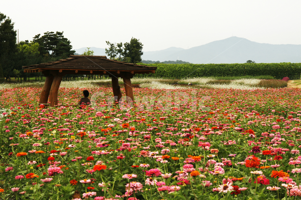 천일홍,가을,풍경,군락지,정자,휴식,자연,풍경,nature,landscape,한국자연풍경,한국자연경관,korea nature landscape,식물,plants,꽃,flower,human,인간,person,사람
