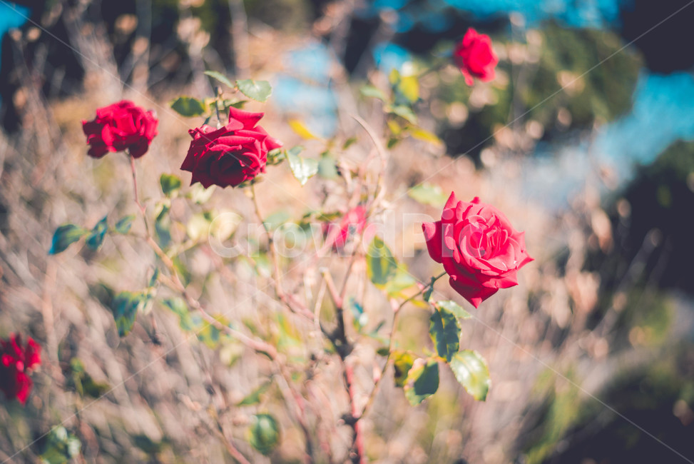 rose,장미,flower,plant,식물,blossom,꽃,geranium,제라늄,식물,자연,plants,nature,꽃,flower