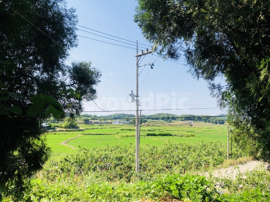 field,들,outdoors,옥외,nature,자연,grassland,목초지,평택,평택자연,경기도평택,맑은날