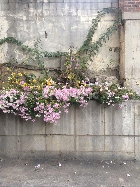 꽃,식물,자연,flower,nature