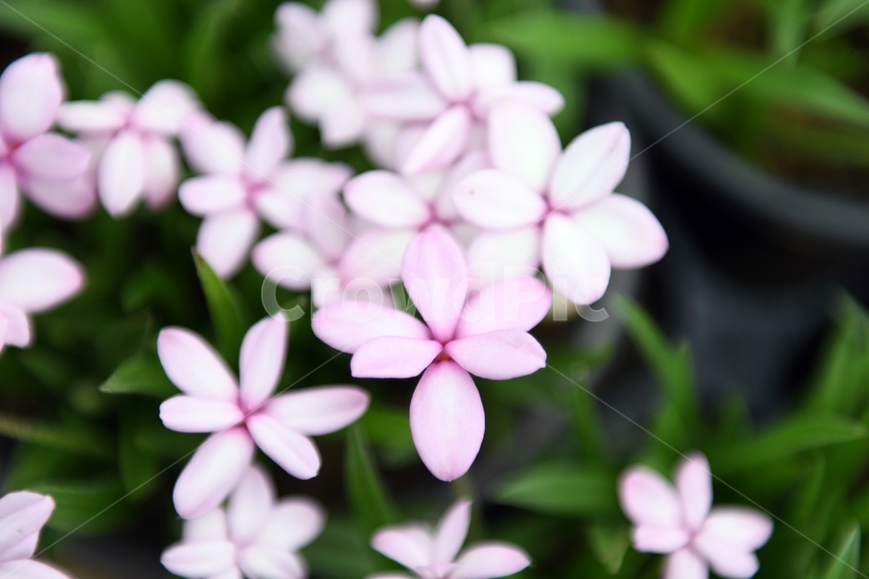 식물,꽃,감성사진,자연,flower,꽃사진,봄,봄꽃,계절,감성,4월,spring,힐링,자연풍경,풍경,봄,계절,spring,season,식물,자연,plants,nature,꽃,flower,plant,petal,꽃잎,blossom