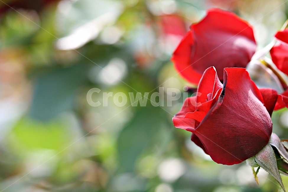 장미,꽃,플라워,봄,고백,아름다워,식물,자연,plants,nature,꽃,flower
