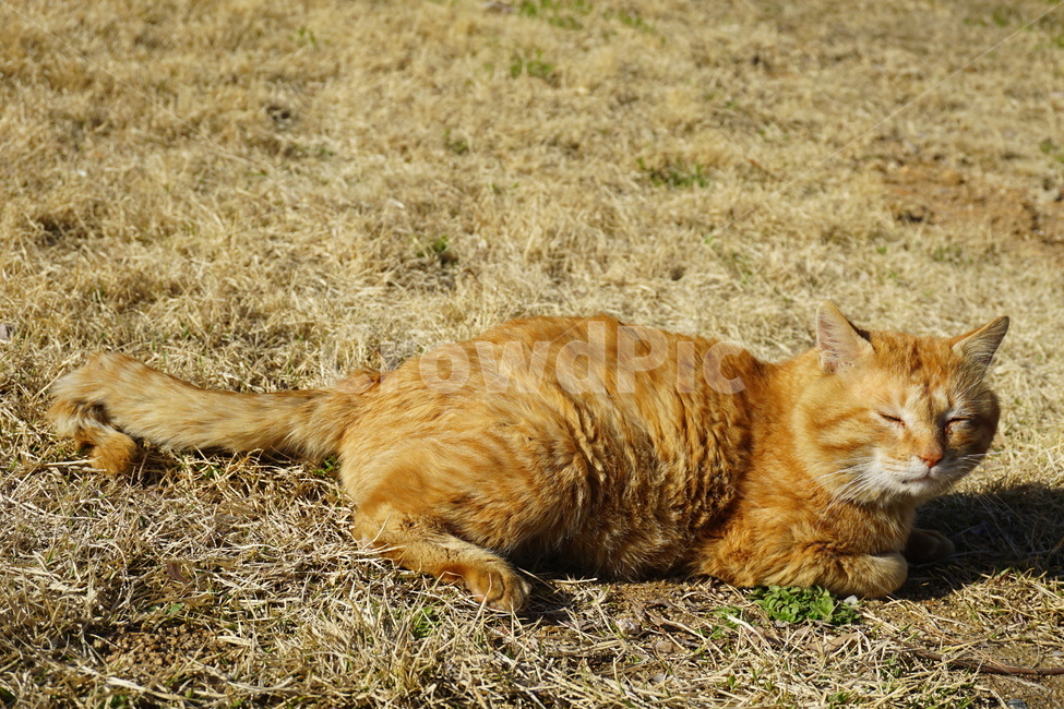 고양이,1인칭,봄,일광욕,cat,kitty,street,동물,animal,포유류,mammal,고양이,cat,kitten,kitty