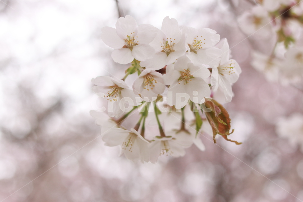 plant,식물,flower,blossom,꽃,봄,벚꽃,식물,자연,plants,nature,꽃,flower