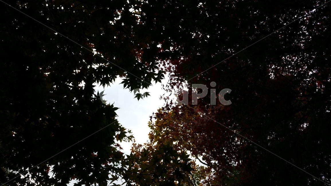 하트,가을,단풍,감성,하늘,자연,풍경,nature,landscape,flare,플레어,light,빛,plant,식물,tree,나무