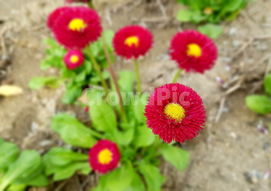 데이지,잉글리시데이지,잉글리쉬데이지,꽃,flower,식물,plant,빨간꽃,데이지꽃,blossom,봄꽃,동그란꽃,식물,자연,plants,nature,꽃,flower