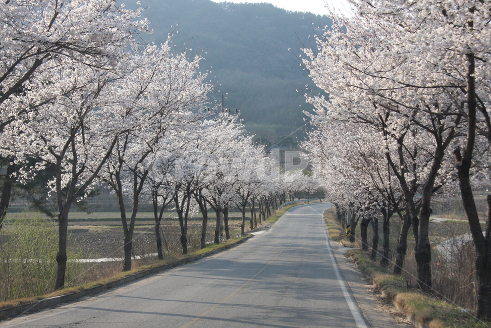 길,꽃,봄,flower,asphalt