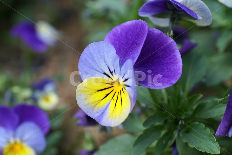플라워,flower,식물,plants,나뭇가지,자연,nature,봄꽃,꽃사진,접사,마크로,macro,closeup,클로즈업,풍경,landscape,spring,한국자연,입춘,4월,april,감성,감성사진,힐링,힐링사진,느낌,feel,feeling,snap,스냅,스냅사진,꽃밭,화단,팬지꽃,비올라,제비꽃,pansy,Viola,현화식물문,쌍떡잎식물강,초화,식물,자연,plants,nature,꽃,flower
