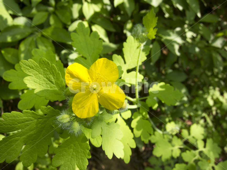 꽃,봄꽃,산속식물,flower,꽃밭,식물,자연,plants,nature,꽃,flower