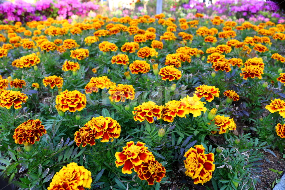 메리골드,메리골드꽃,꽃,식물,국화과,관상용,원예,식물,자연,plants,nature,꽃,flower