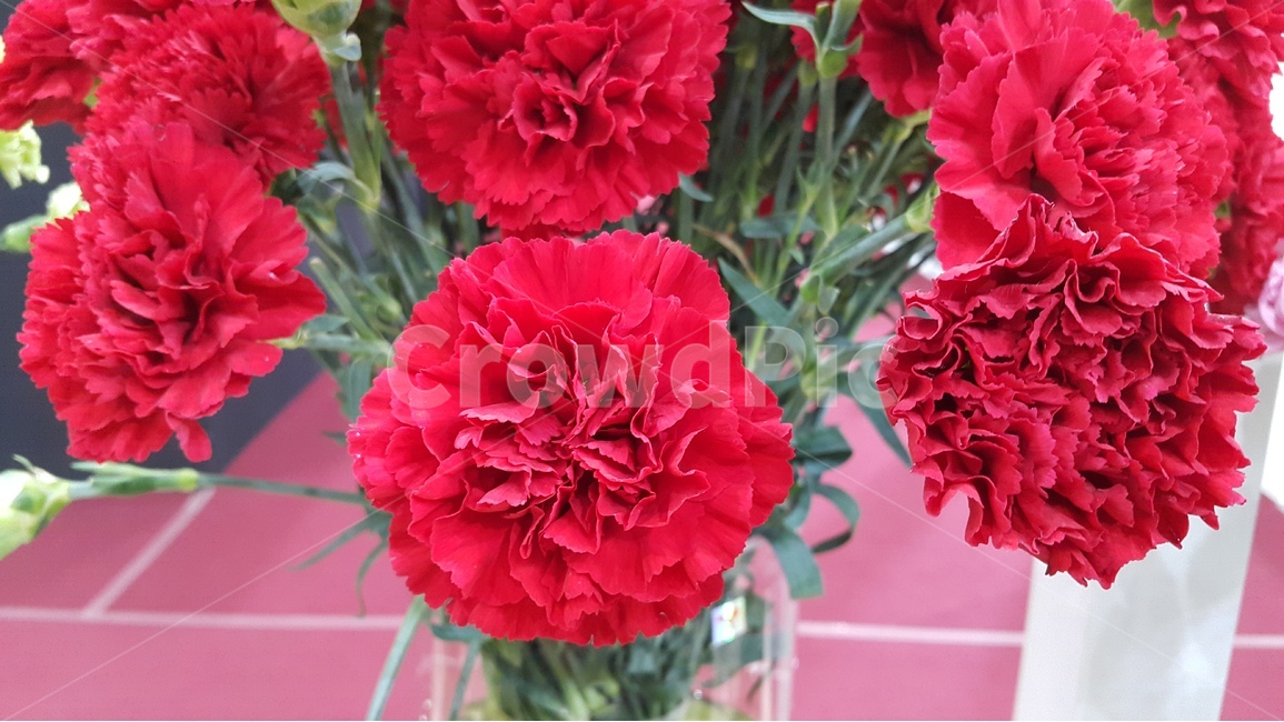 꽃,카네이션,식물,꽃다발,flower,blossom,red,plant,decoration,carnation,color,붉은색,식물,자연,plants,nature,꽃,flower,가족,패밀리,family,기념일,축하,anniversary,congratulation,celebrate,celebration,교육,학교,공부,education,learning,study,school