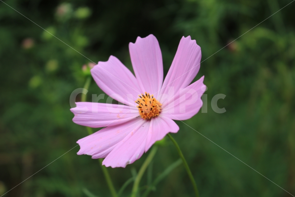 코스모스,가을,꽃,핑크,분홍,가을,계절,fall,autumn,season,식물,자연,plants,nature,꽃,flower,plant,blossom,daisy,데이지,daisies