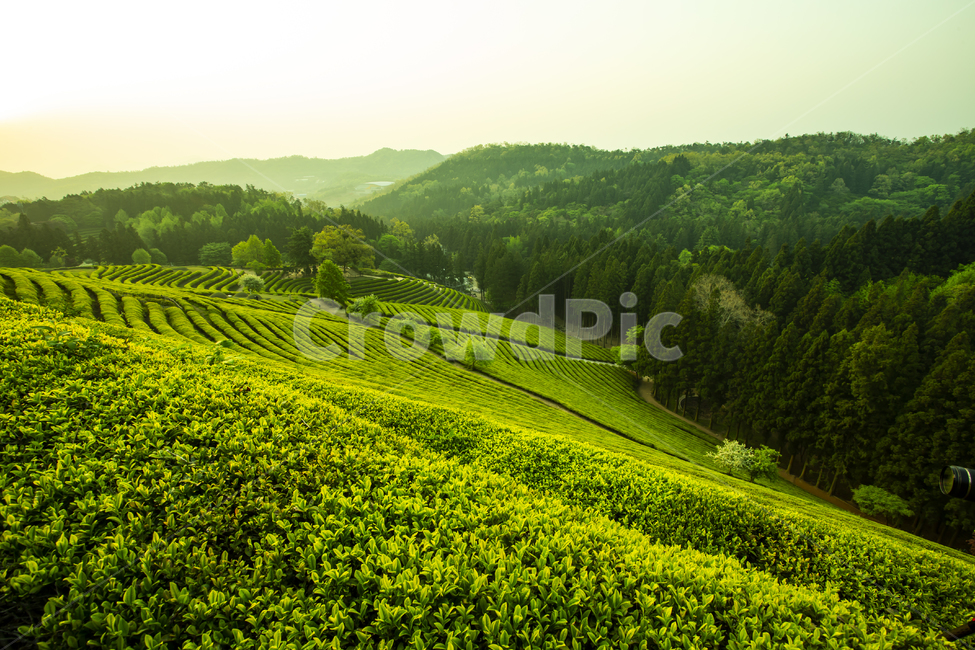 옥외,field,차,녹색,경치,시골의,농원,산,농장,나무,들,아시아,자연,잎,풍경,신선한,식물,언덕,장면,농지,농업,자연,풍경,nature,landscape,한국자연풍경,한국자연경관,korea nature landscape