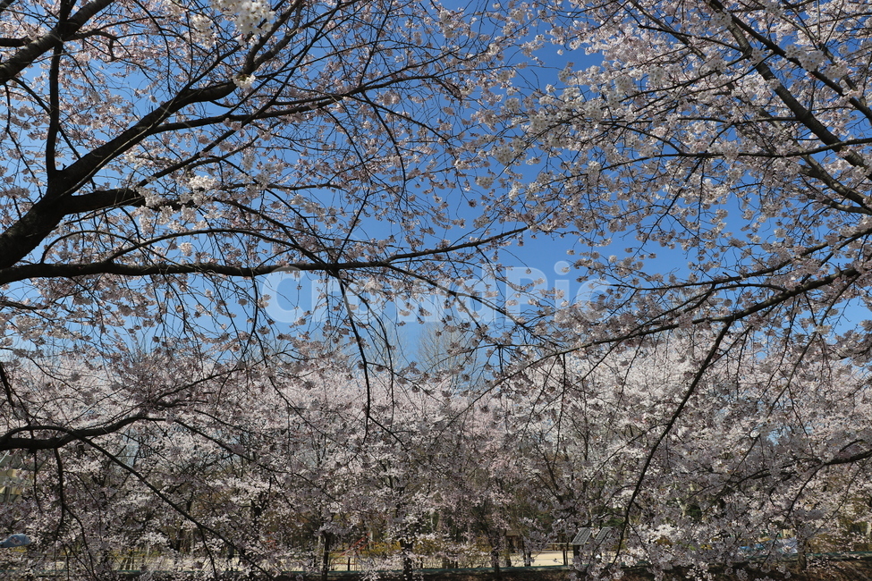 봄,벚꽃,꽃,spring,flower,cherryblossoms,봄,계절,spring,season,자연,풍경,nature,landscape,plant,식물