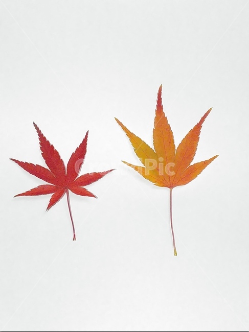 가을,단풍,나뭇잎,단풍잎,낙엽,잎,leaf,식물,나무