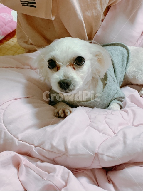 강아지,개,말티즈,애완동물,귀여운,반려동물