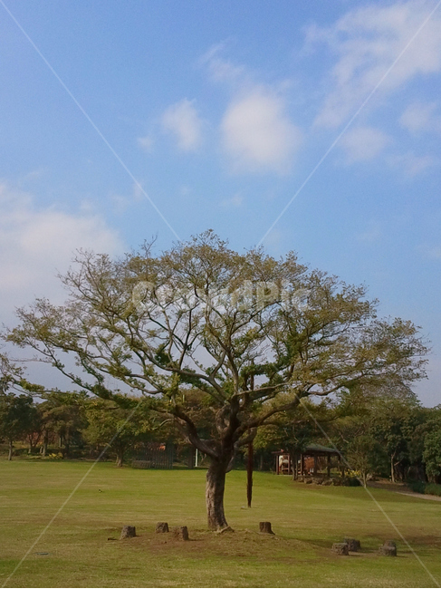 plant,grass,잔디,나무,tree,식물