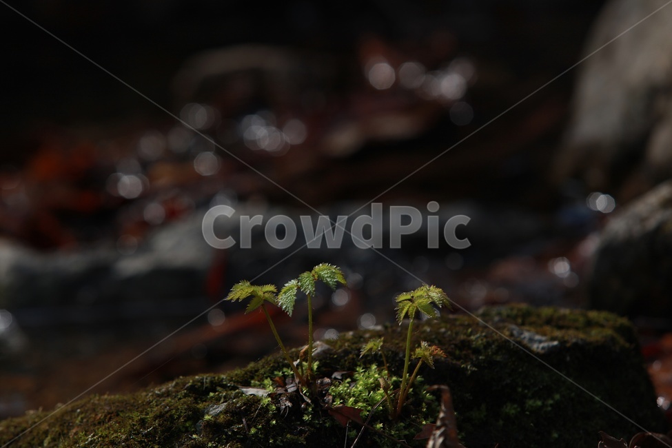 식물,초록색,계곡,화야산,감성,식물,자연,plants,nature