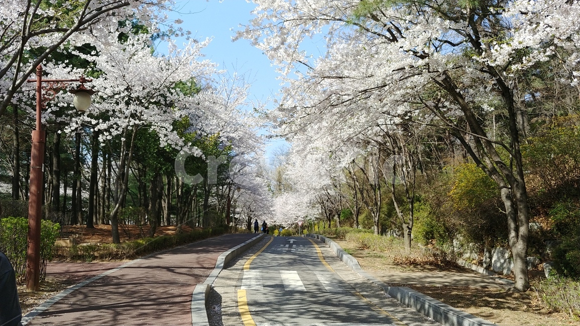 spring,cherry,Cherry Blossom,spring afternoon,Oneway,cherry blossom road,park