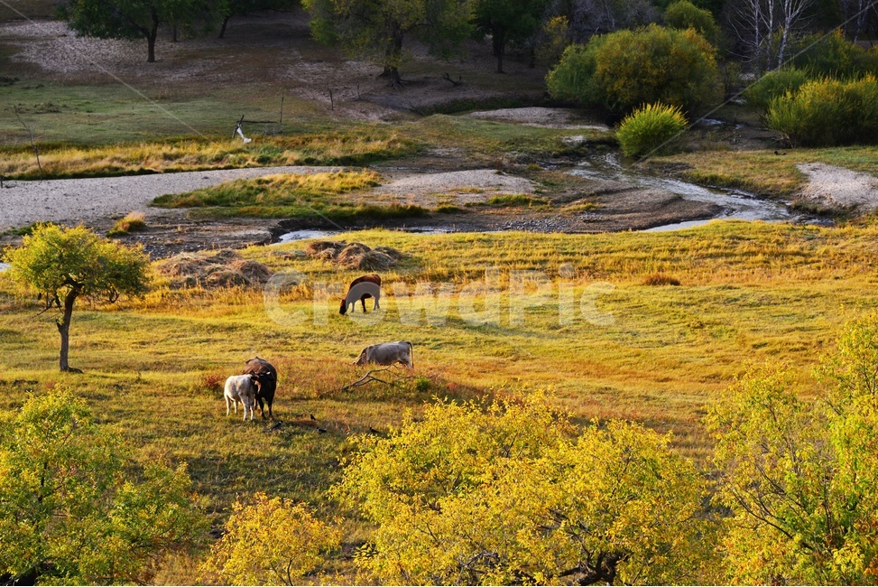 animal,동물,flock,대군,mammal,포유류,sheep,scenery,풍경,outdoors,옥외,nature,자연,landscape,경치,중국,몽고,패상,패상가을,소,소떼