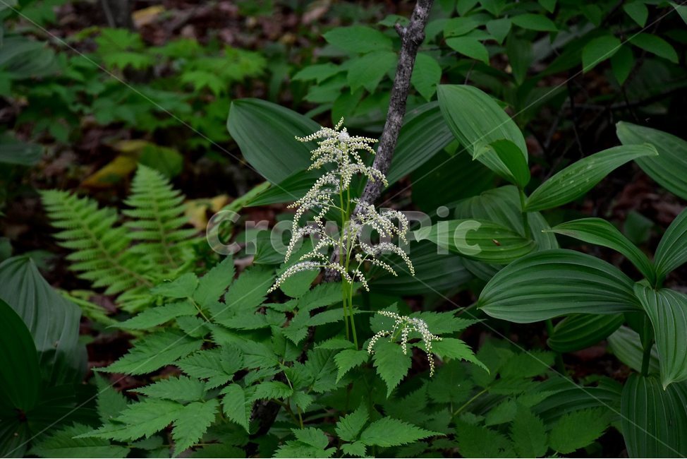 눈개승마,야생화,꽃,식물,자연,생태,플라워,flower,plants,nature,식물,자연,plants,nature