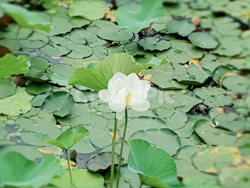 연꽃,자연,꽃,연못,연잎,식물,자연,plants,nature,꽃,flower