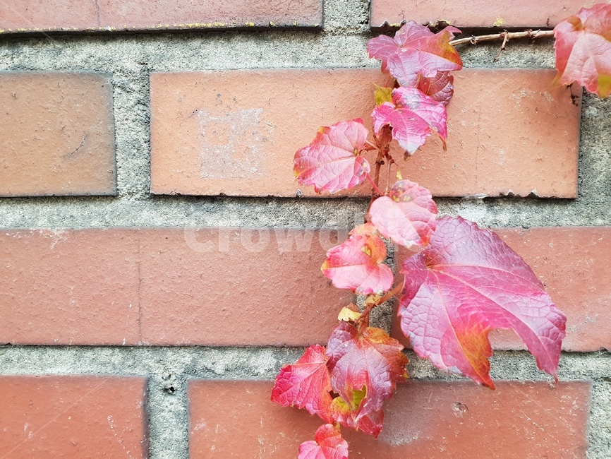 가을,낙옆,산책,힐링,담벼락,담쟁이,가을,계절,fall,autumn,season,leaf,잎,plant,식물,brick,벽돌