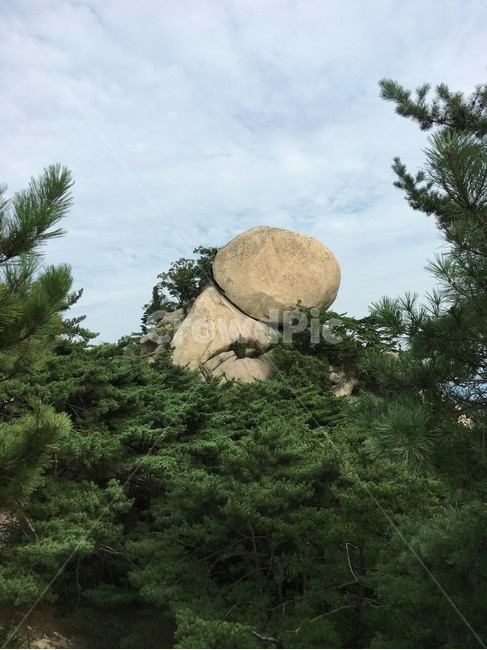 tree,나무,수락산,산,plant,식물
