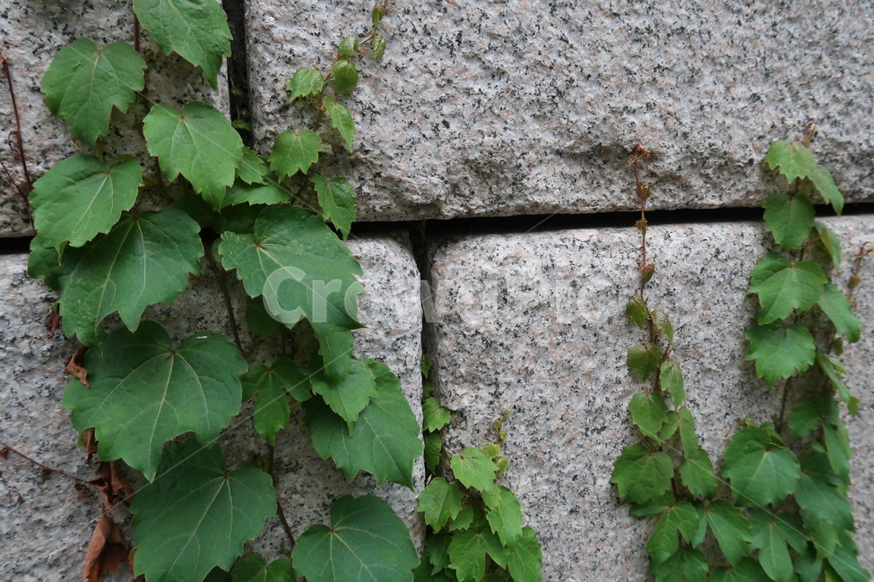 나뭇잎,넝쿨,담쟁이,담장,덤불,담,식물,plants,nature,자연