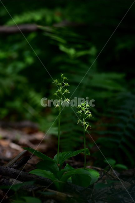 옥잠난초,야생화,꽃,식물,자연,생태,플라워,flower,plants,nature,식물,자연,plants,nature
