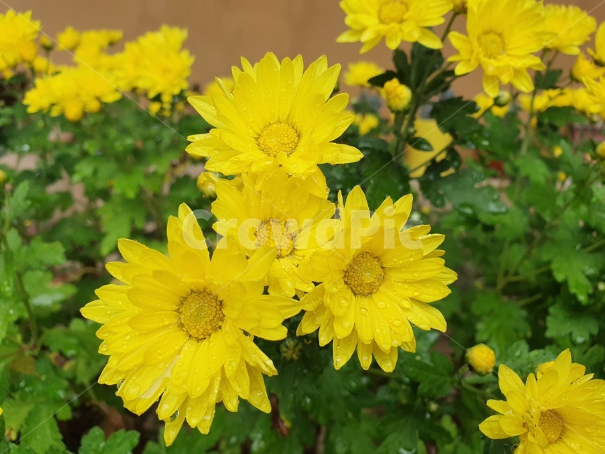 꽃,flower,식물,자연,plant,blossom,봄,노란색,노란꽃,초록잎,꽃잎,꽃봉오리,길가
