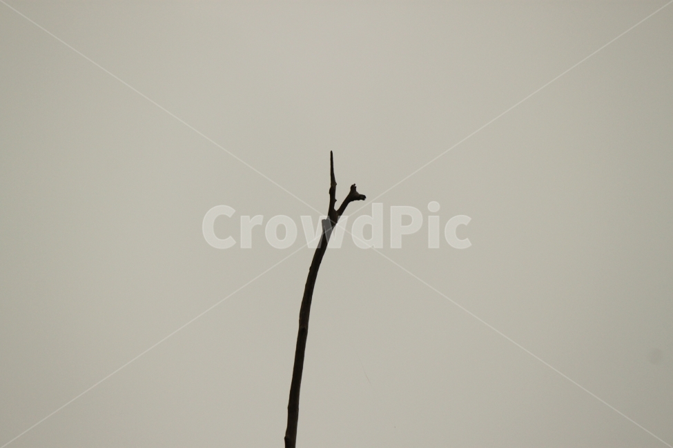 나무,가지,나무가지,하늘,외로움,인생,식물,자연,plants,nature