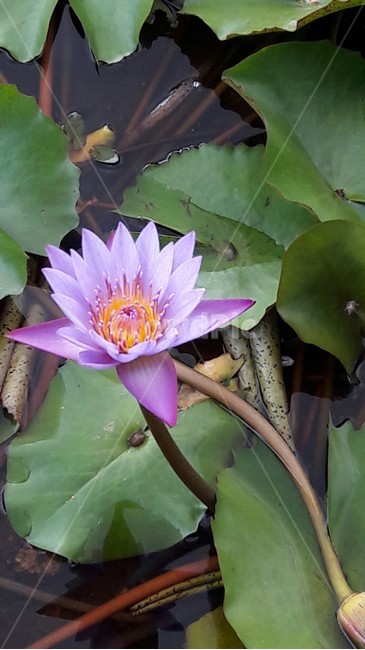 보라연꽃,여름꽃,북서울꿈의숲,불교꽃,연잎