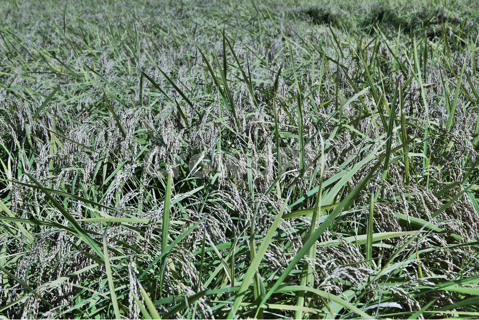 벼,쌀,곡식,농사,가을,계절,주식,이삭,벼이삭,쌀농사,벼농사,논,식물,자연,plants,nature