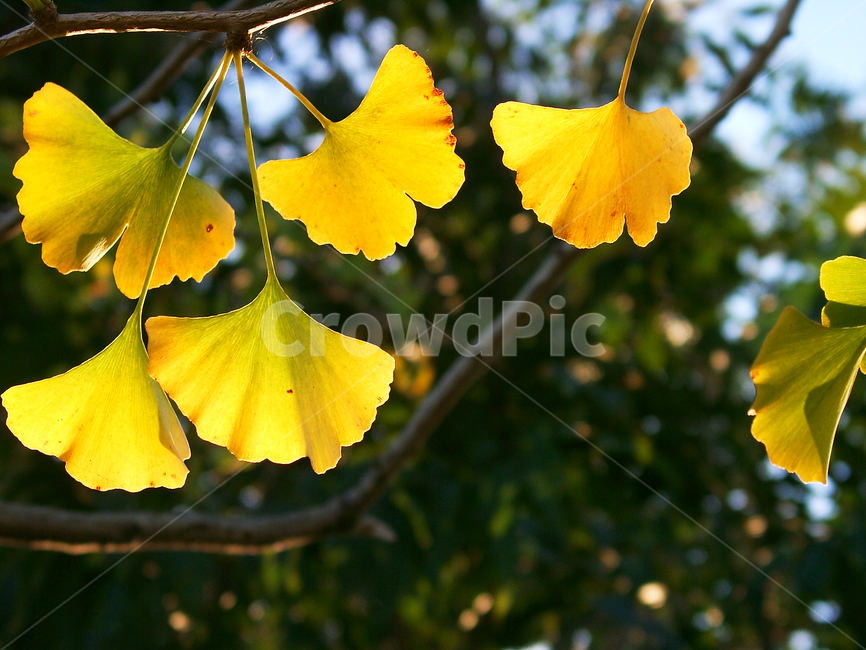 은행잎,은행나무,단풍,노란은행잎,약용식물,가을,계절,fall,autumn,season