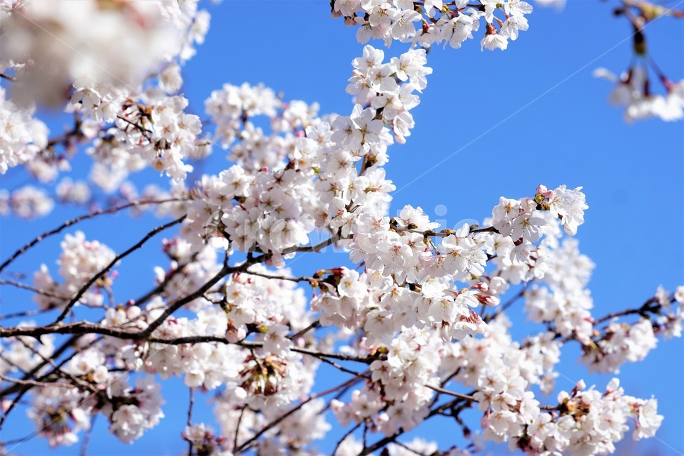 봄,벚꽃,자연,식물,나무,아름다움,봄날,따뜻함,하늘,sky,spring,nature,season,beauty,flower,tree,봄,계절,spring,season,꽃,flower,plant,blossom